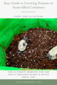 Sprouted potatoes laying on top of a loose soil in a grow bag.