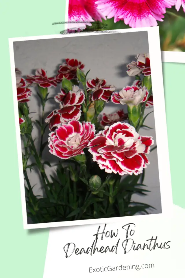 How To Deadhead Dianthus Exotic Gardening