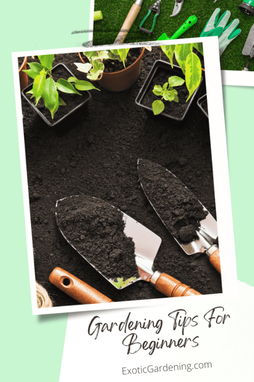 Gardening Tips For Beginners - Exotic Gardening