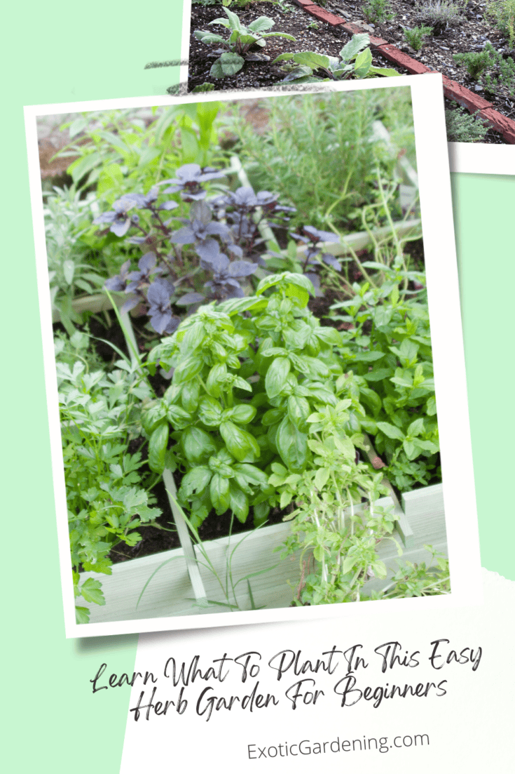 Learn What To Plant In This Easy Herb Garden For Beginners - Exotic ...