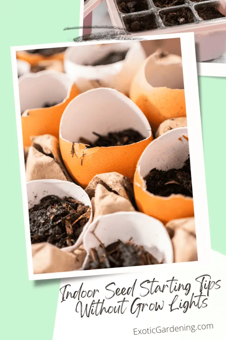 Indoor Seed Starting Tips Without Grow Lights Exotic Gardening