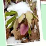 Hellebore bud with snow on top.