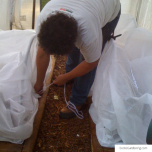 Jerry placing row cover over PVC hoops inside the tunnel house to protect the plants.