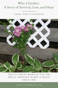A trellis covered in blooming pink clematis flowers with lush green hostas below in Sheri Ann Richerson’s garden.