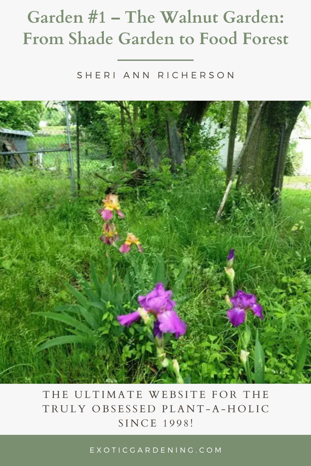 Cluster of purple and peach irises growing among tall grass under mature black walnut 