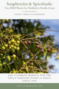 Close-up of soapberries on the tree with red and green fruit set against leafy background.