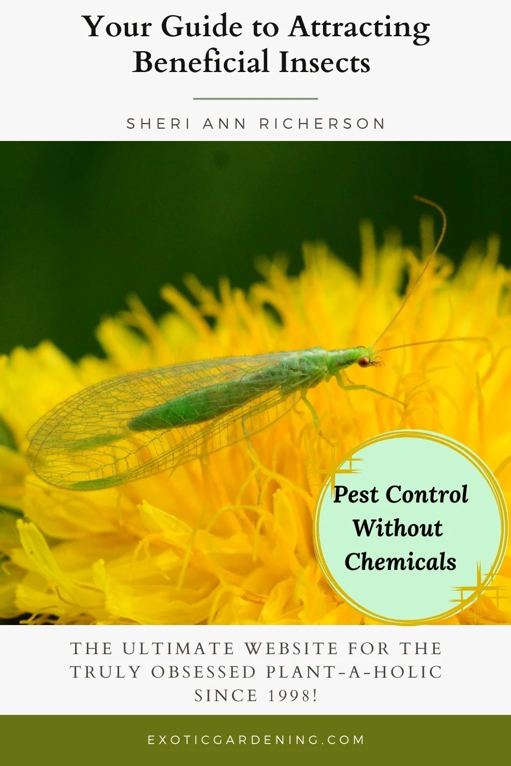 Green lacewing perched on a bright yellow flower, with text promoting a guide to attracting beneficial insects.