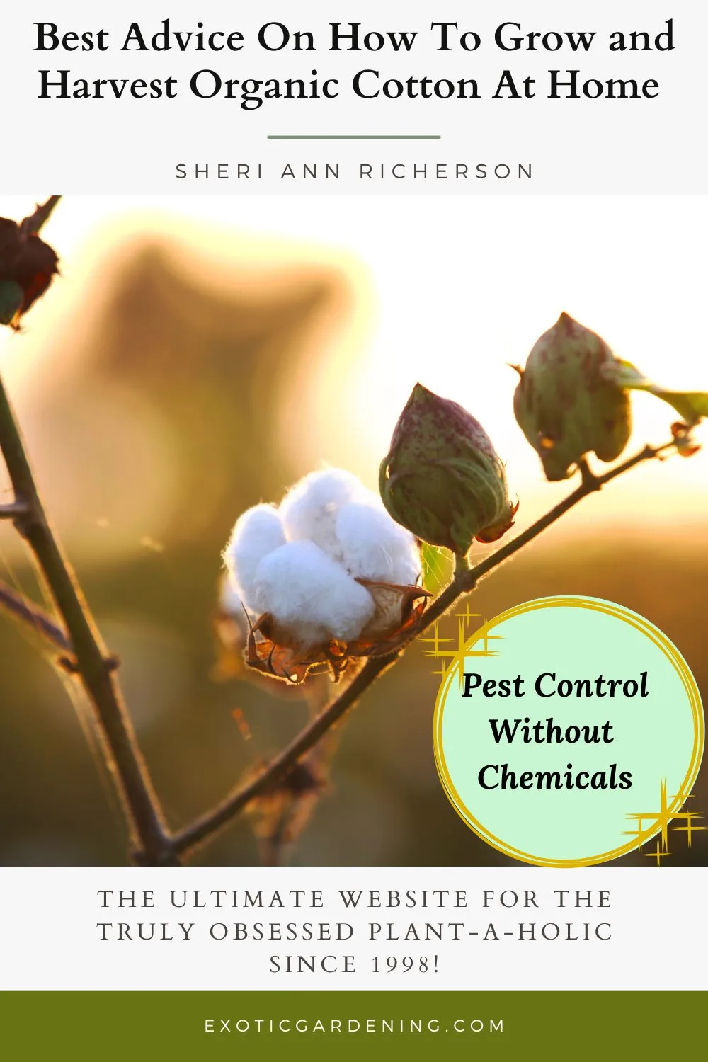 Sunlit cotton boll on the plant, glowing in golden hour light with other unopened bolls nearby.