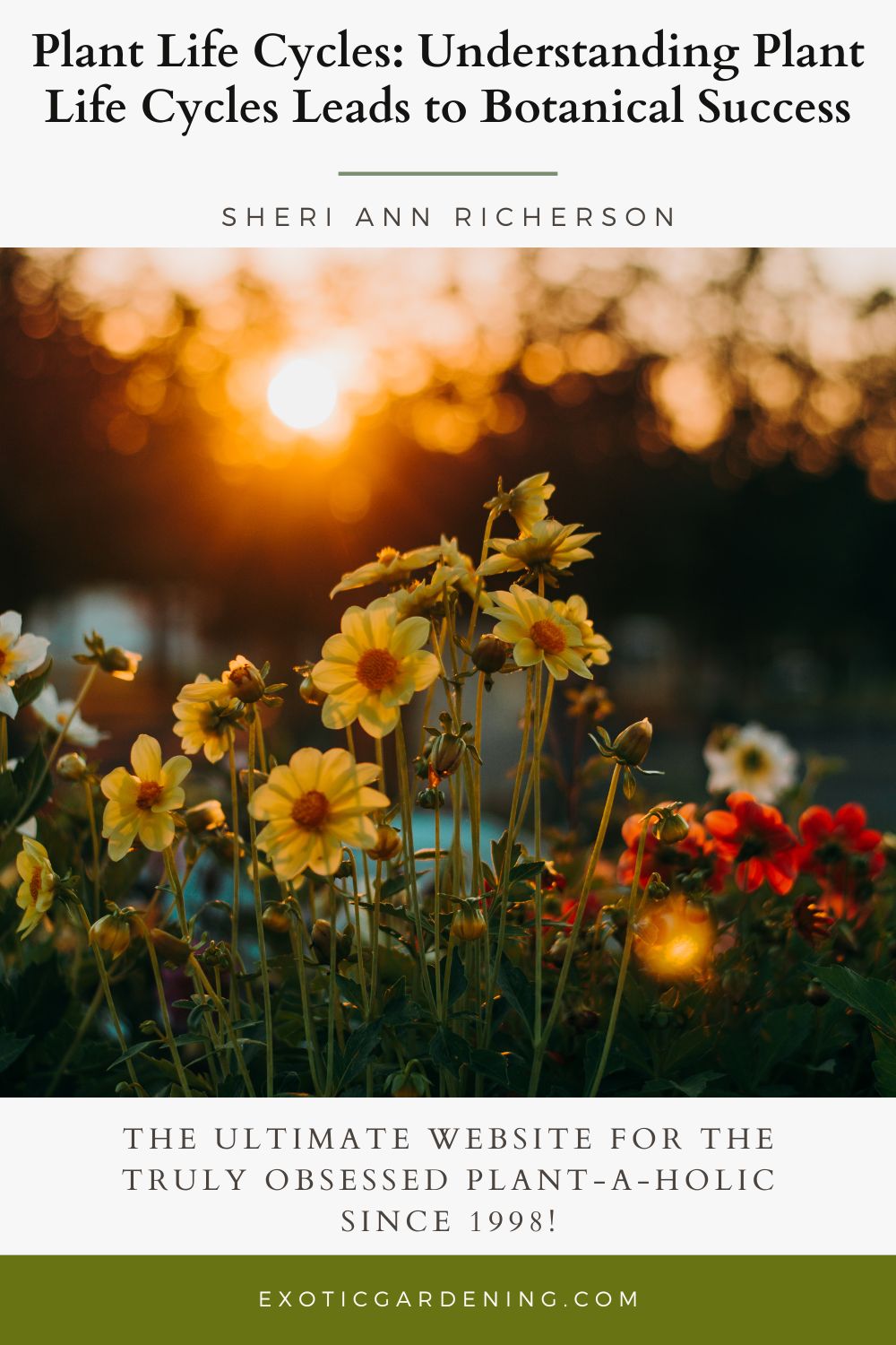 Yellow flowers glowing in the golden light of sunset, symbolizing the flowering stage of the plant life cycle.