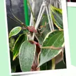 Hoya Macrophylla 'variegata Albomarginata' putting out new leaves and above it is a Philodendron Pink Princess.