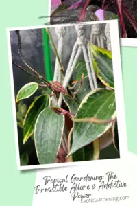 Hoya Macrophylla 'variegata Albomarginata' putting out new leaves and above it is a Philodendron Pink Princess.