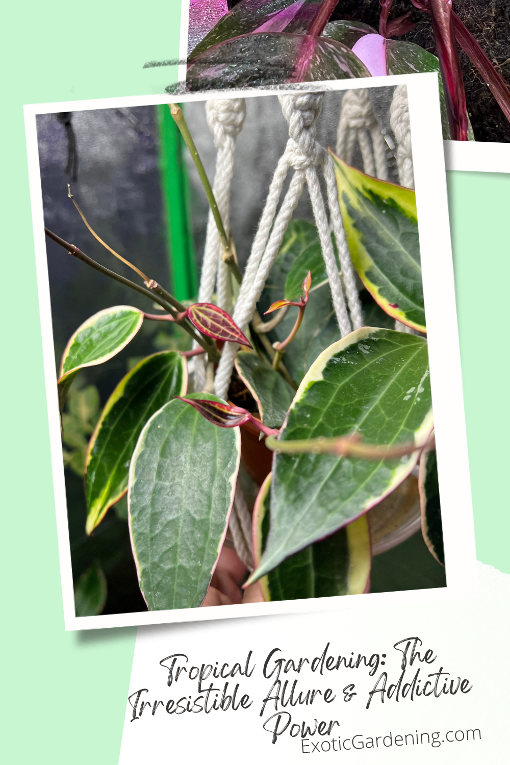 Hoya Macrophylla 'variegata Albomarginata' putting out new leaves and above it is a Philodendron Pink Princess.