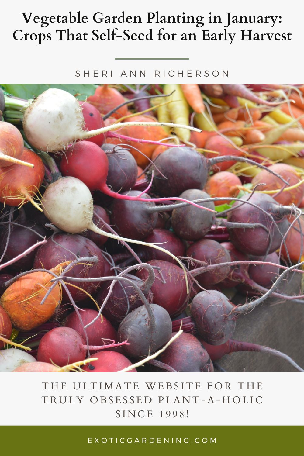 Freshly harvested heirloom carrots in red, orange, and golden shades, perfect for cool-season gardens.