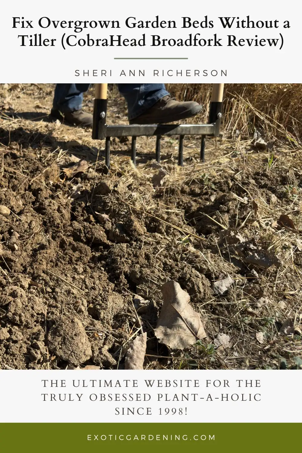 Close-up of the CobraHead Broadfork breaking through compacted garden soil, showing how the tines lift and aerate without tilling.