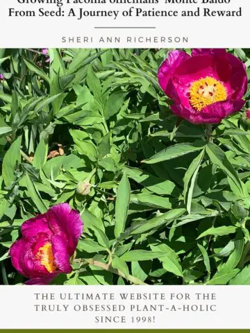 Two purple-pink Paeonia officinalis ‘Monte Baldo’ blooms with buds and green leaves under bright sunlight.
