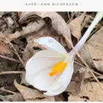 White crocus in bloom.