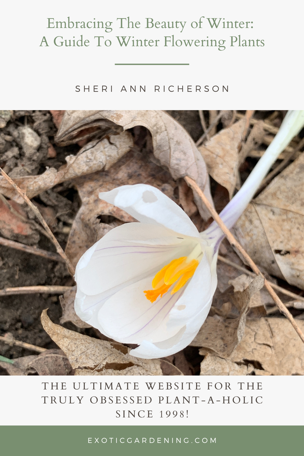 White crocus in bloom.