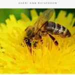 A bee on a dandelion