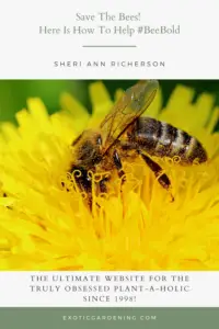 A bee on a dandelion