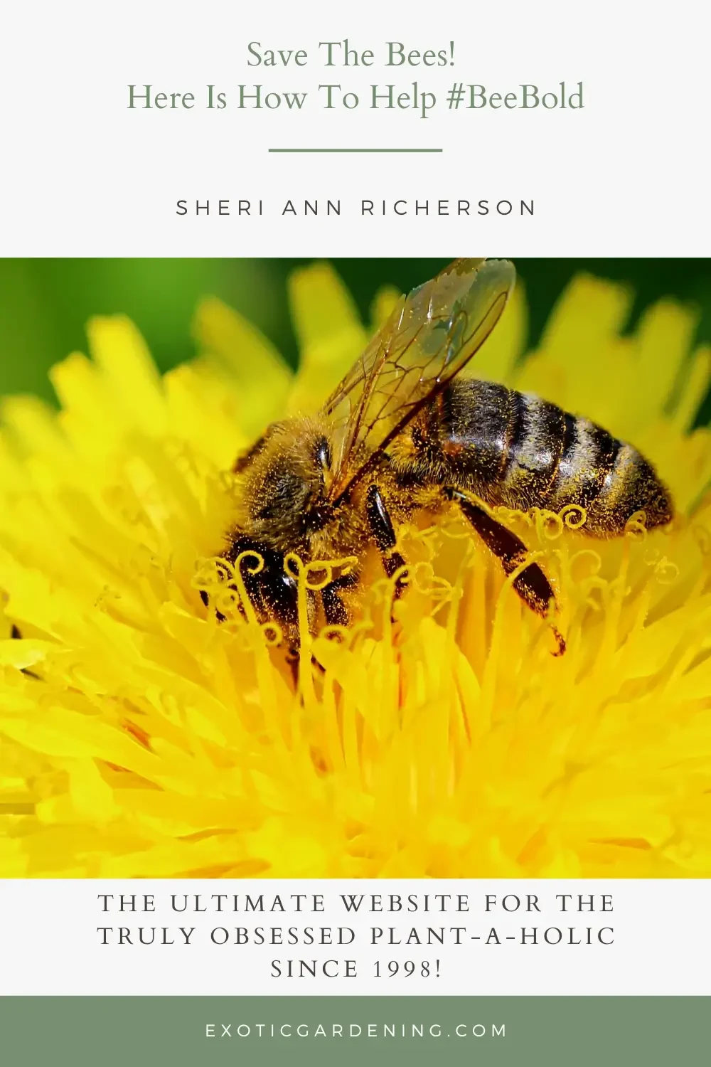 A bee on a dandelion