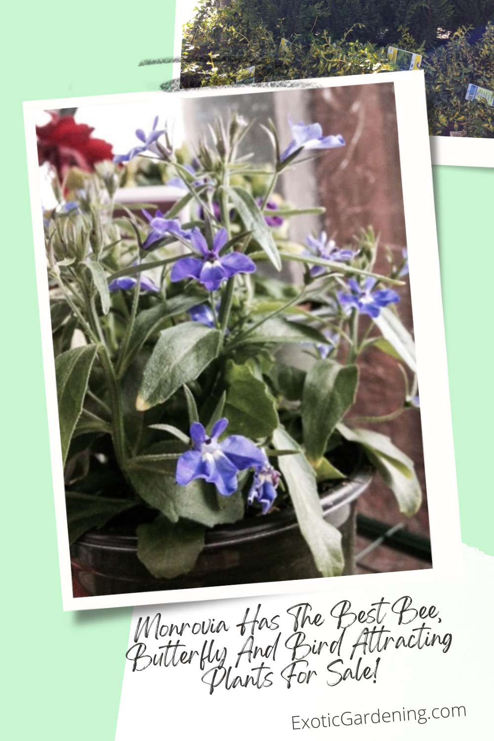 Lobelia from Monrovia.