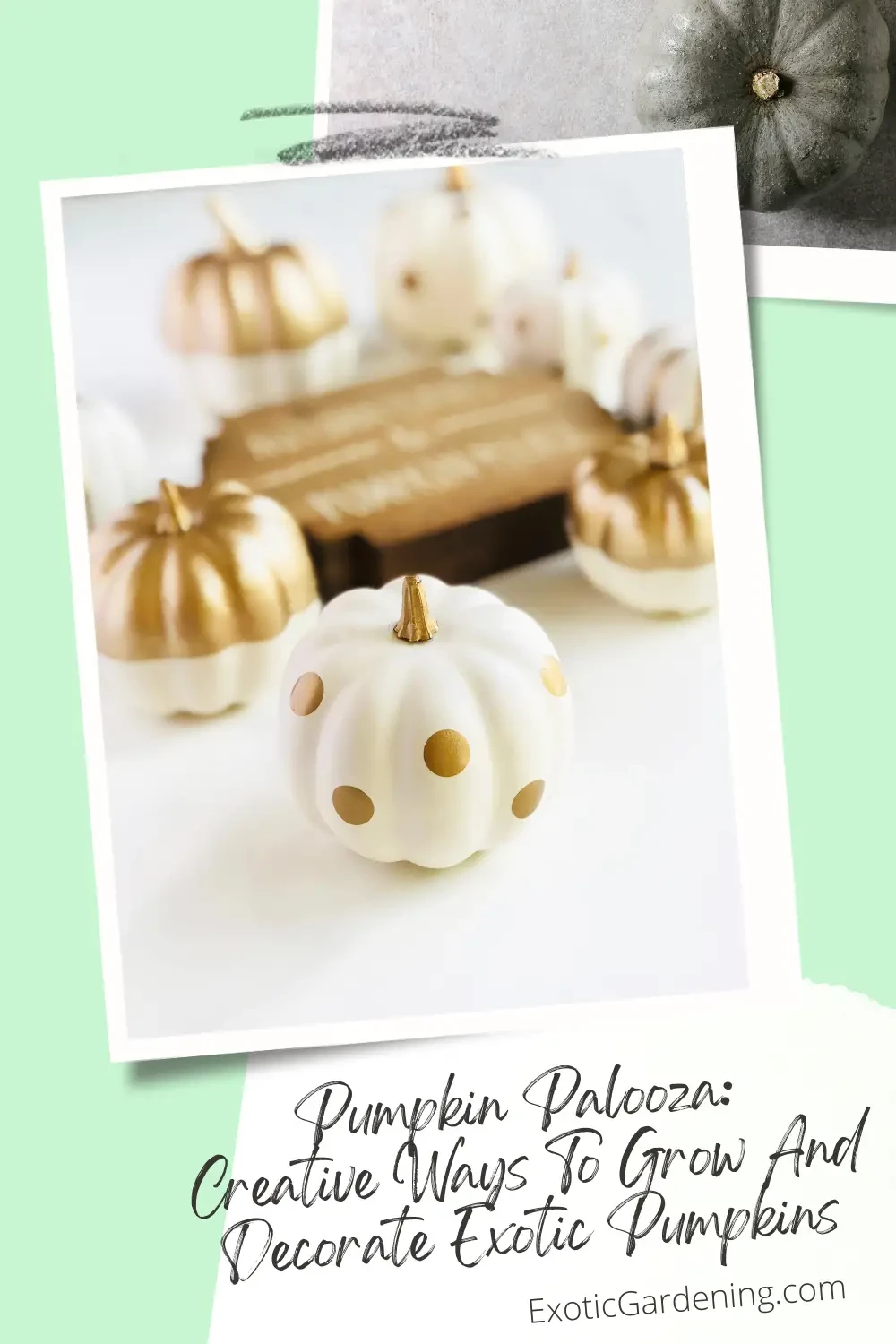 White pumpkins painted with gold paint.