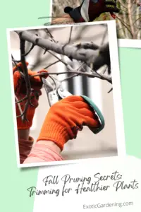 Removing a dead tree branch using hand pruners.