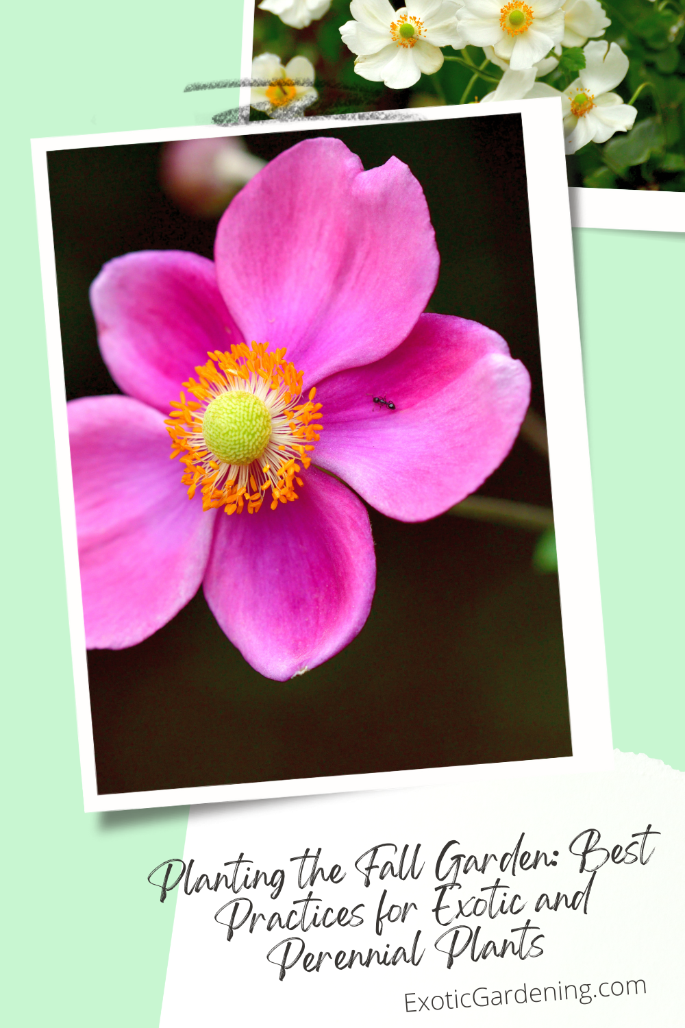 Japanese anemone in bloom