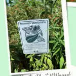 Milkweed in bloom with a Monarch Watch sign in front of it.