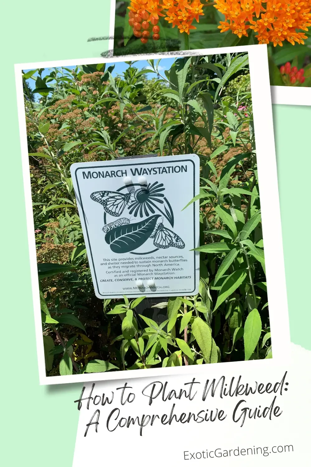 Milkweed in bloom with a Monarch Watch sign in front of it.