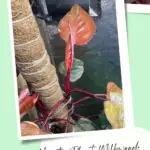 The leaves of a highly variegated Philodendron Pink Princess plant growing in a pot.