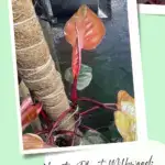 The leaves of a highly variegated Philodendron Pink Princess plant growing in a pot.