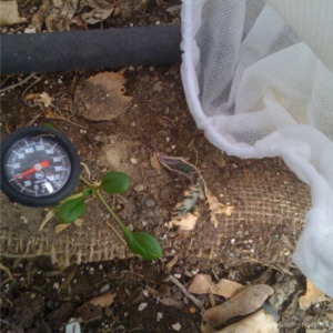 A soil thermometer inserted into the ground to see what the temperature is.