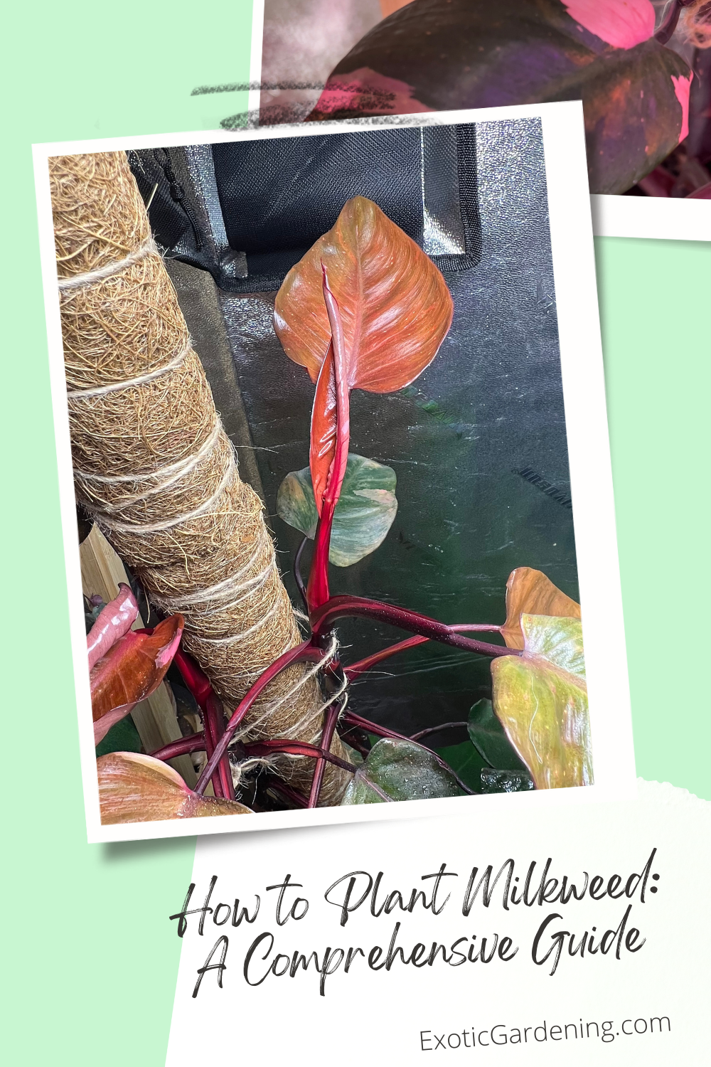 The leaves of a highly variegated Philodendron Pink Princess plant growing in a pot.