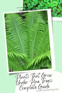Ferns