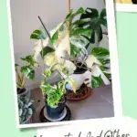 Monstera Thai Constellation and other variegated plants in pots on a table.