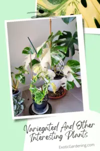 Monstera Thai Constellation and other variegated plants in pots on a table.