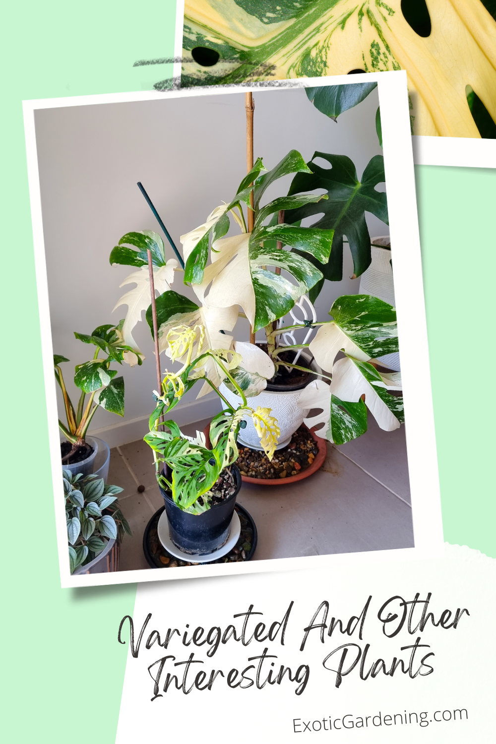 Monstera Thai Constellation and other variegated plants in pots on a table.