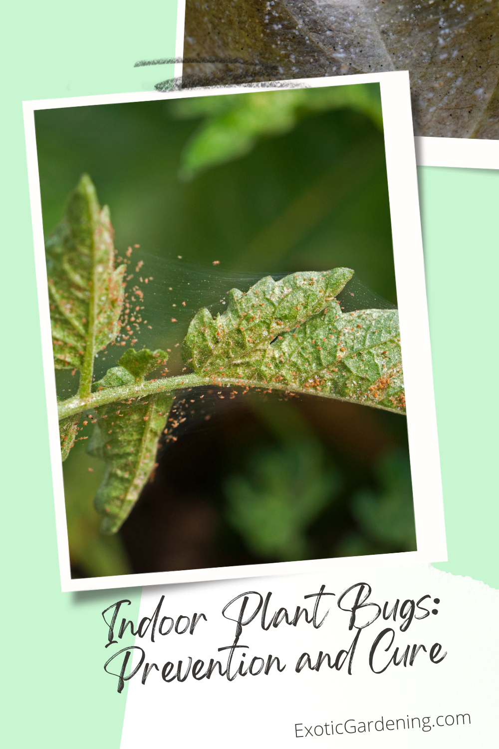 Spider mites and their web on some leaves.