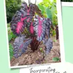 Colocasia "Redemption" with Colocasia "Pharaoh's Mask" leaf showing in the upper image.