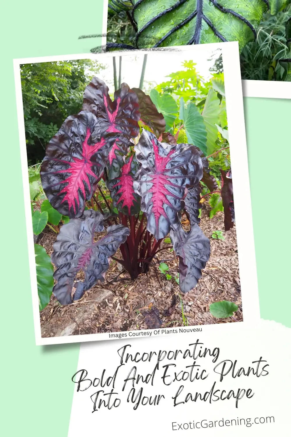 Colocasia "Redemption" with Colocasia "Pharaoh's Mask" leaf showing in the upper image.