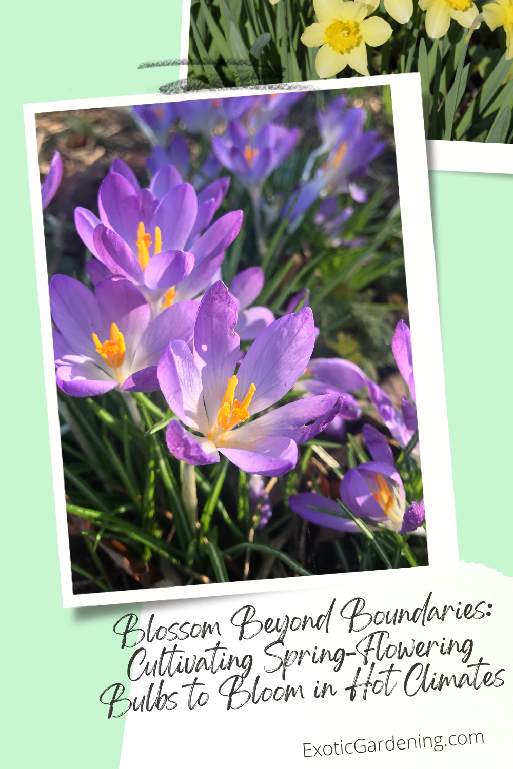 Crocus in bloom with yellow daffodils in the background.