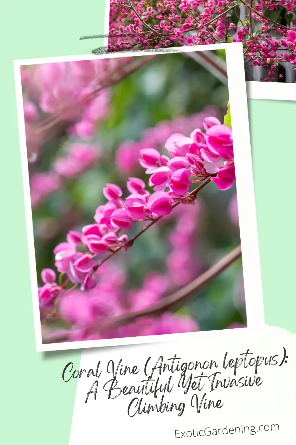 Coral Vine (Antigonon leptopus) in bloom.