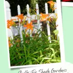 Wild orange Daylilies in bloom in front of a white picket fence.