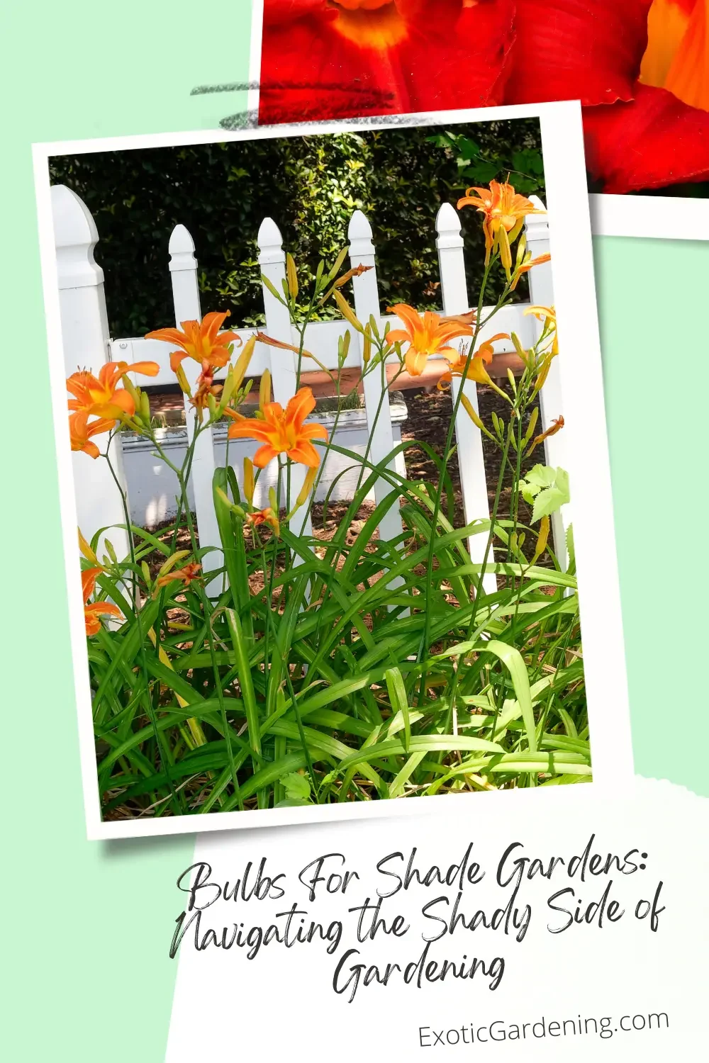 Wild orange Daylilies in bloom in front of a white picket fence.