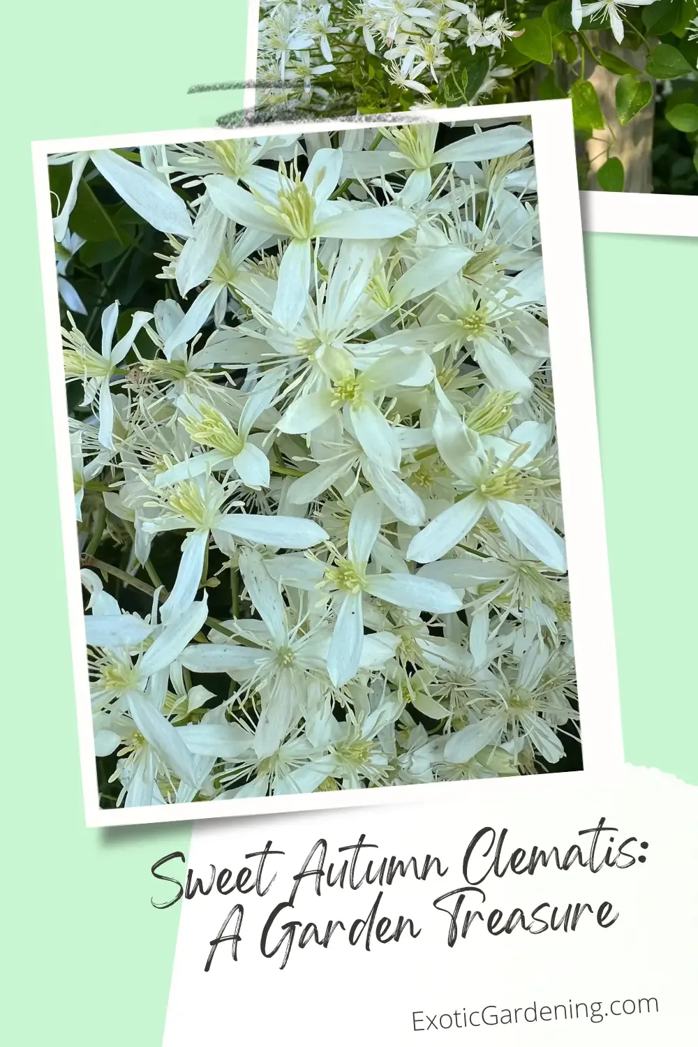 Sweet Autumn Clematis in bloom.