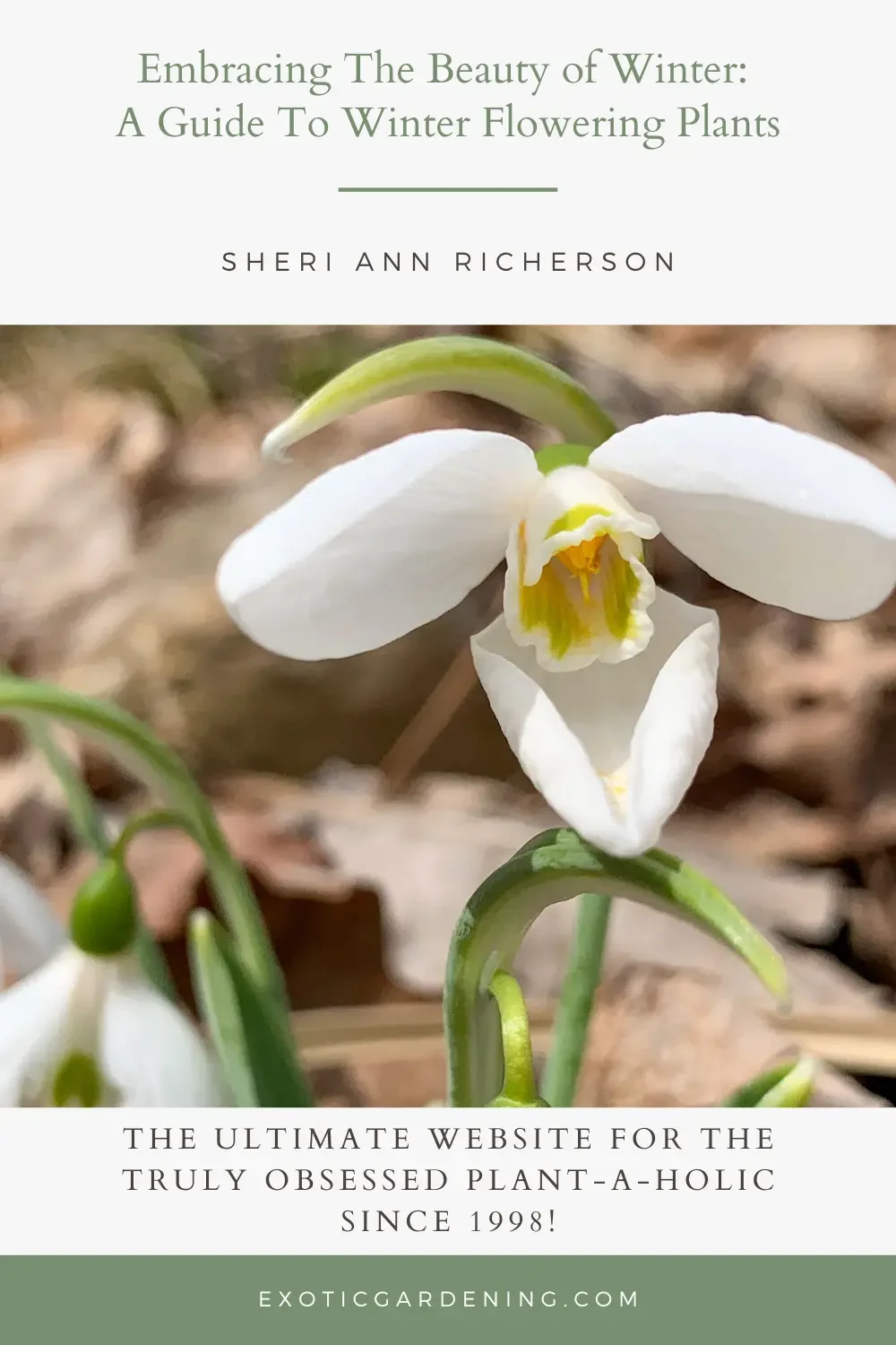 Snowdrop in bloom.