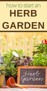 Herbs growing in pots in front of a fence.