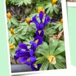 Snowdrops, mini iris and winter aconite.