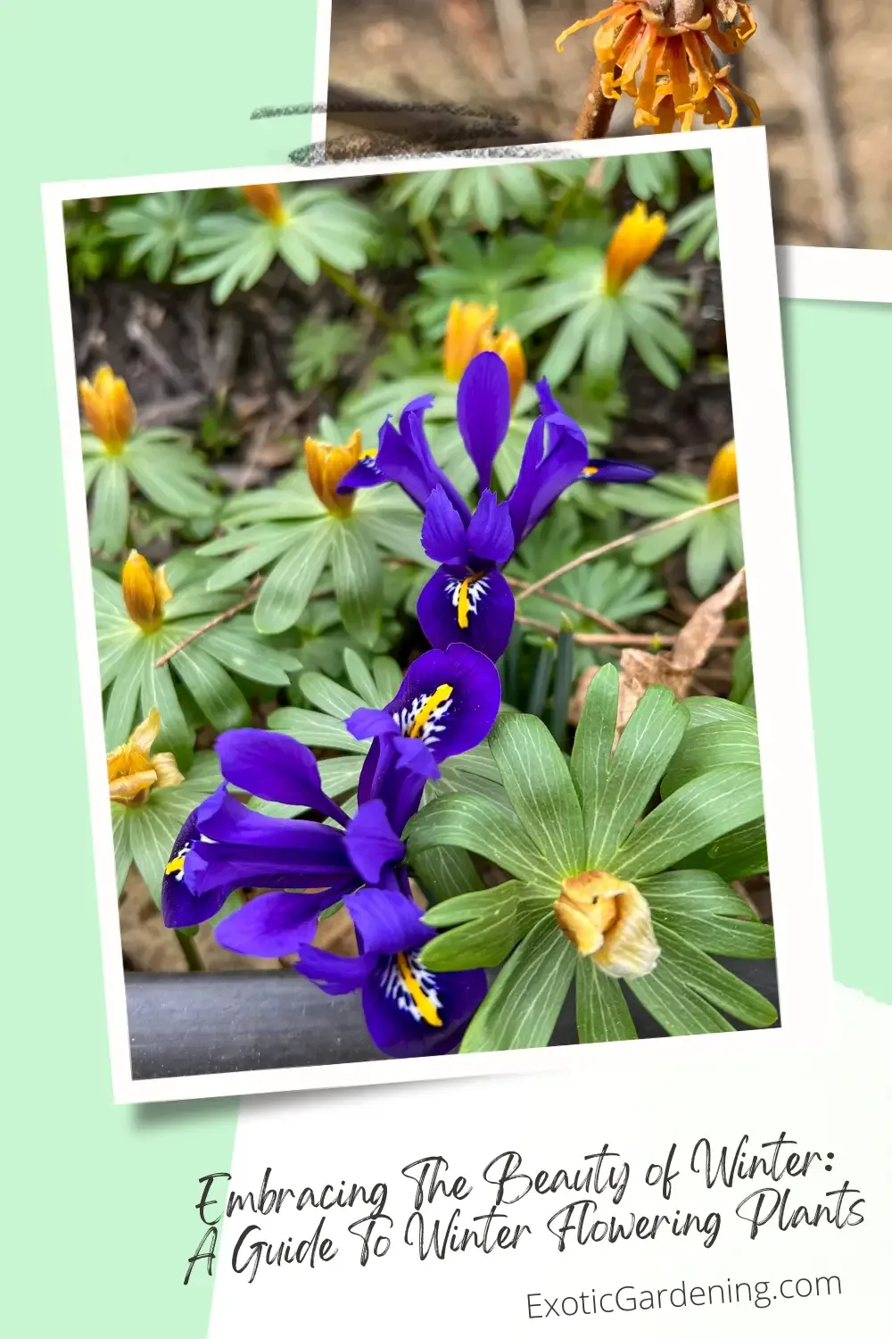 Snowdrops, mini iris and winter aconite.